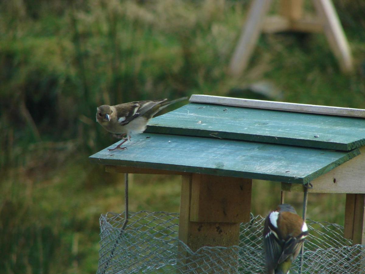 Clifden Wildflower Cottage - Clifden Countryside Lettings Buitenkant foto
