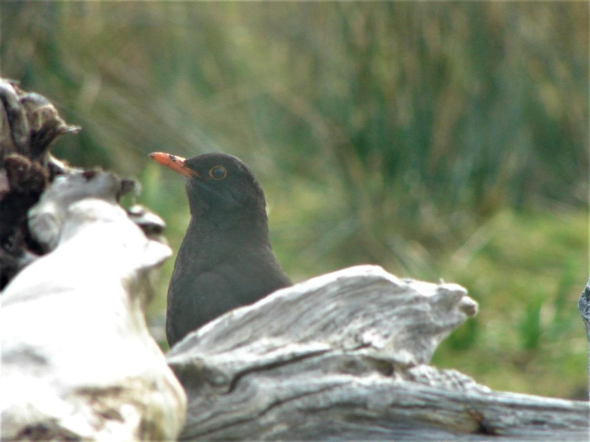 Clifden Wildflower Cottage - Clifden Countryside Lettings Buitenkant foto