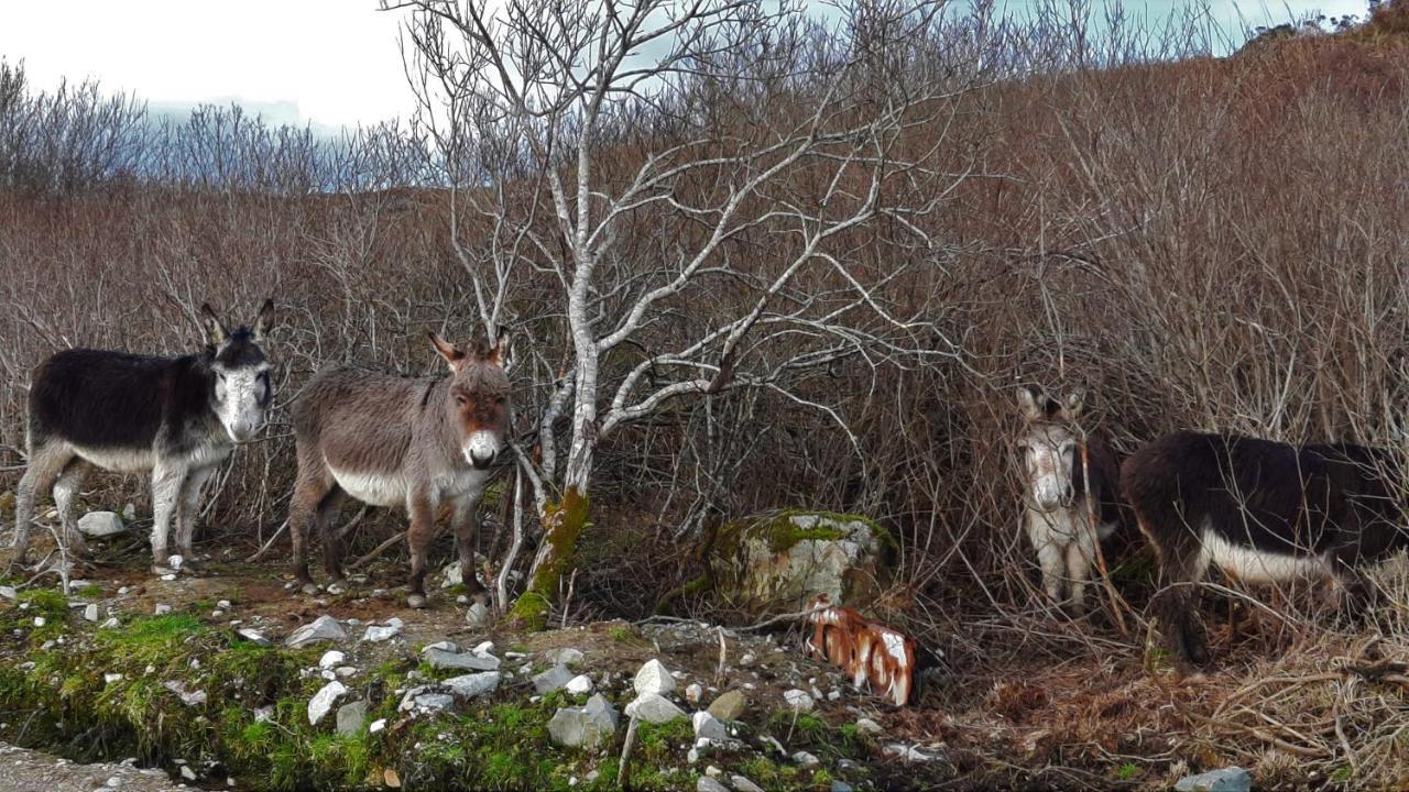 Clifden Wildflower Cottage - Clifden Countryside Lettings Buitenkant foto