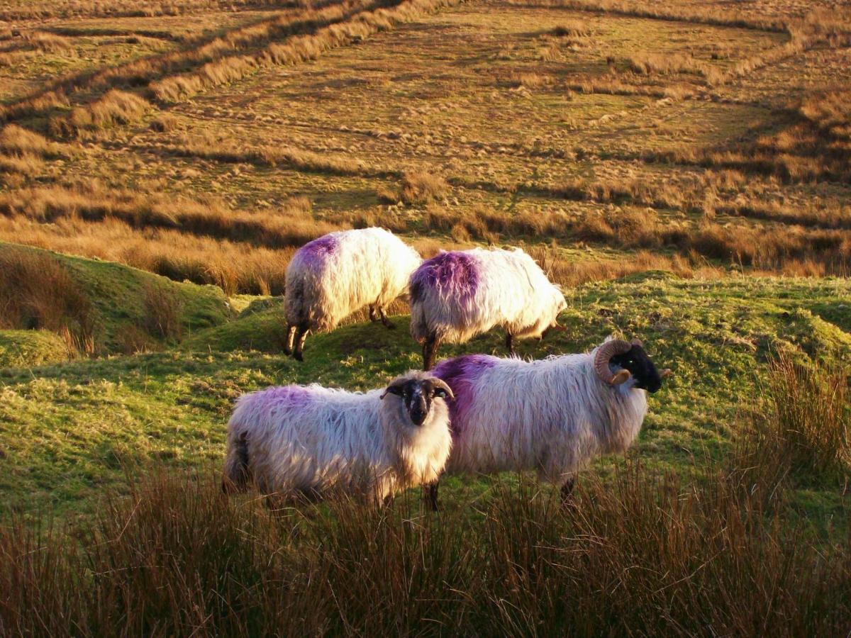 Clifden Wildflower Cottage - Clifden Countryside Lettings Buitenkant foto