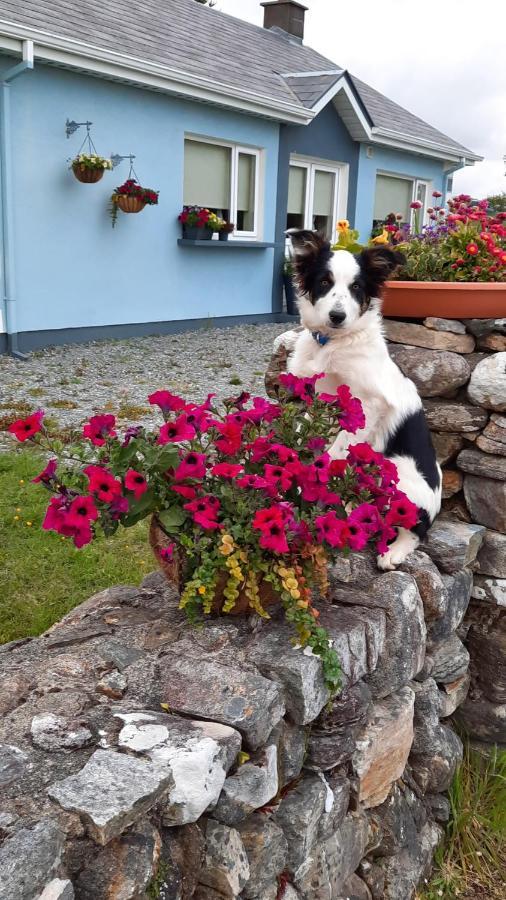 Clifden Wildflower Cottage - Clifden Countryside Lettings Buitenkant foto